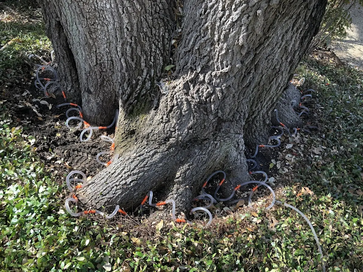 Detailed Tree Cabling and Bracing job site in Lemitar