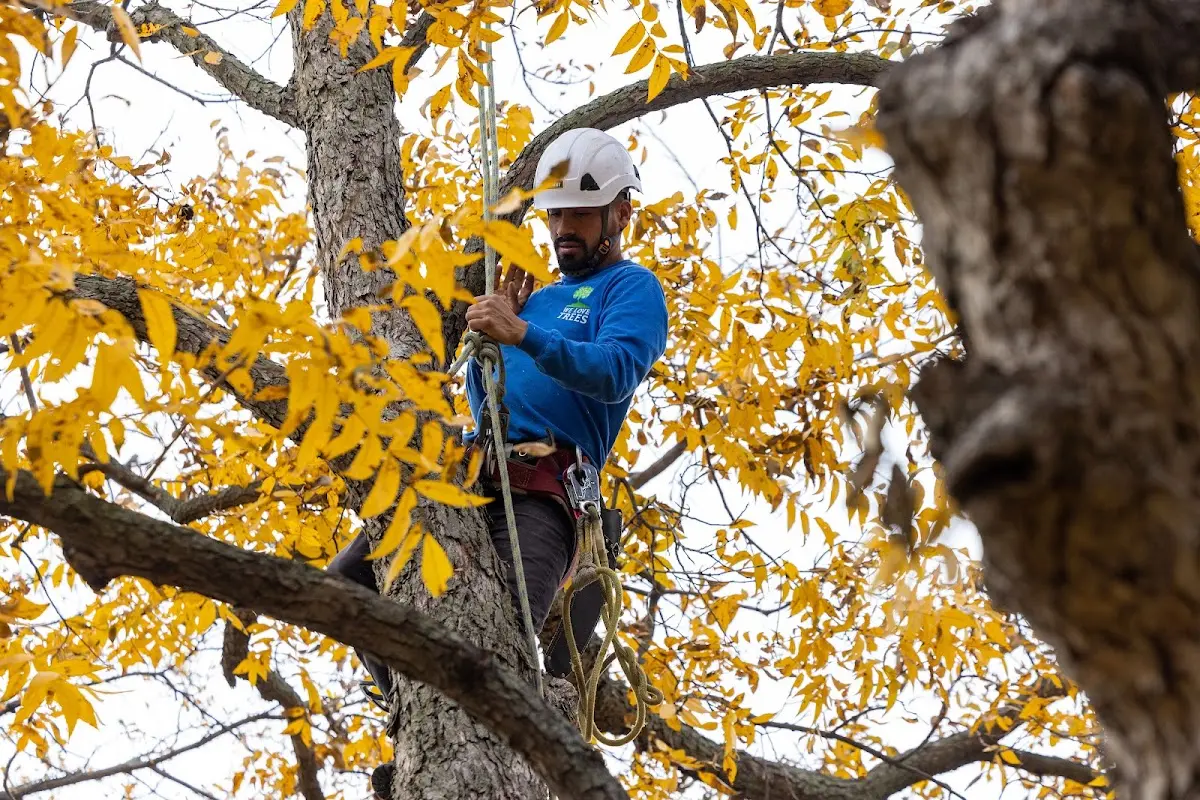 Skilled Tree Transplanting crew working in Lemitar